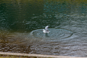 Seagull in water