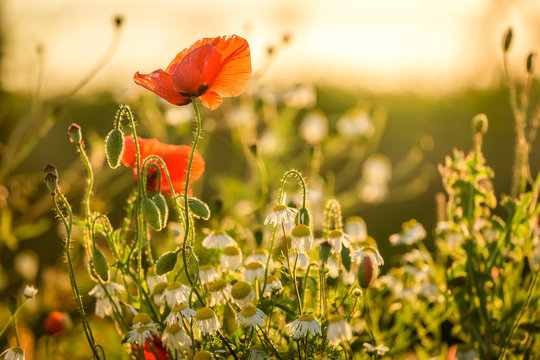 Fototapeta Closeup of red poppy seed in the field, Europe
