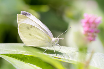 Pieris rapae - the small white - small cabbage white - Kleiner Kohlweissling resting on a leaf