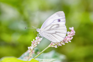 Piers Napi - Green-veined white - Rapsweissling.