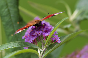 Motyl Rusałka Pawik, ujęcie makro. © Aneta