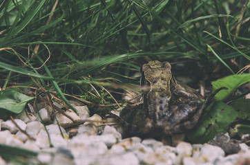 Żaba brunatna w swoim środowisku naturalnym. 