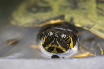 Głowa żółwia żółtobrzuchego, ujęcie makro.  © Aneta