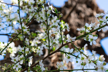 Abeja en flores blancas