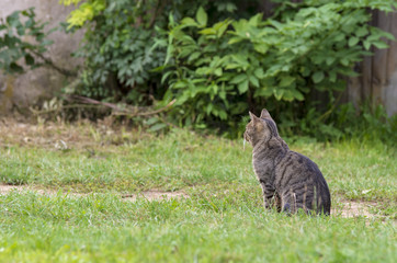 Szary kot domowy na polowaniu w ogrodzie. 