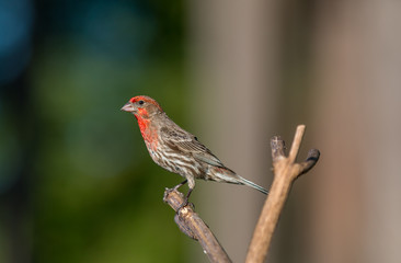 A house finch Haemorhous mexicanus  basks in the morning sunlight. 