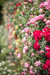 wild roses in an english garden