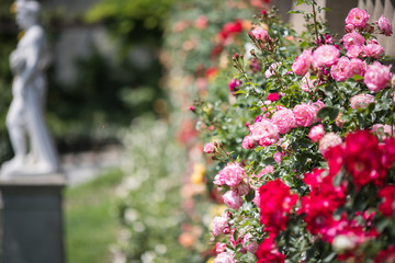 Obraz premium pink and red wode roses in a garten with sculpture