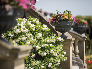roses in an english garden