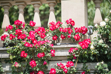red roses on a fence