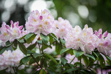 pink rhododendron flowers