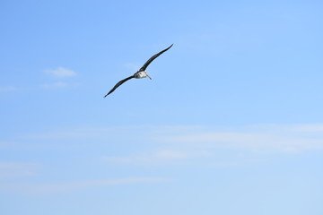 Fototapeta premium pelican_3