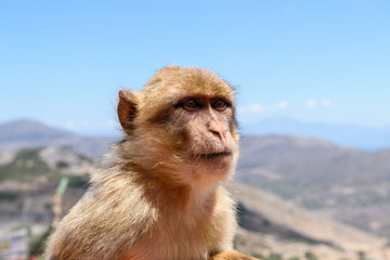 The monkey sits on the rocks and looks at someone.