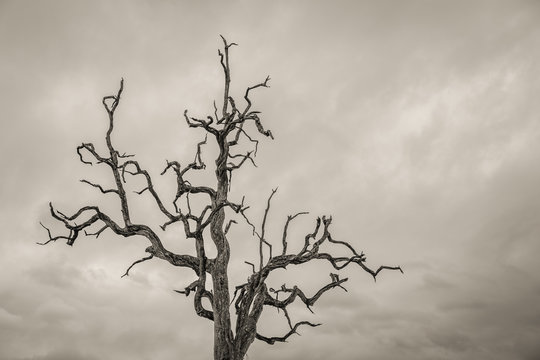 Dead Tree with Twisted Branches Against an Ominous Sky