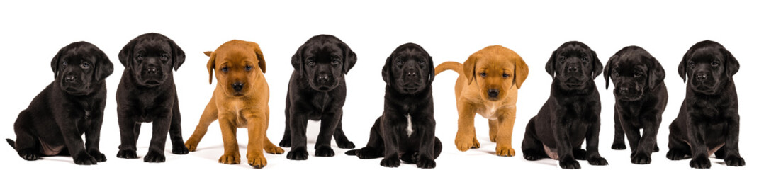 Banner with lblack and blonde abrador retriever puppy's  isolated on white background