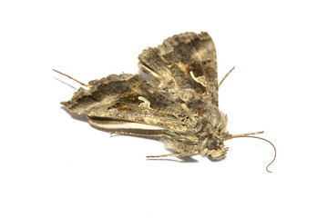 Dead Brown Moth on White Background