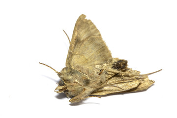 Naklejka premium Dead Brown Moth on White Background