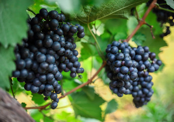 Bunch of grape on branch in late autumn
