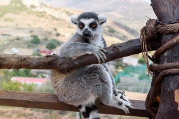 Single Ring-tailed lemur, Lemur catta, sits on a branch in a zoological garden.