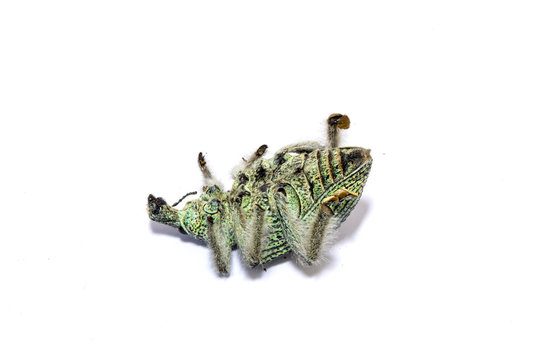 Dead Green Insect On White Background
