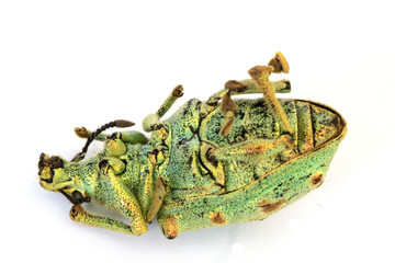 Dead Green Insect On White Background