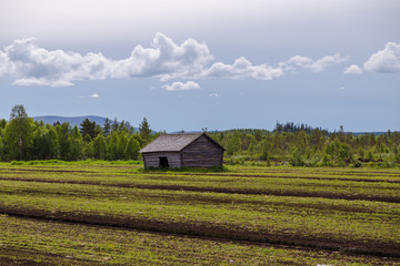Lapland Finland, old barn on a field in northern lapland