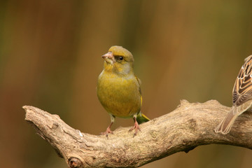 Neugierig schauender Grünfink