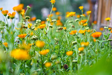 Beautiful floral background image for design. Stock photos