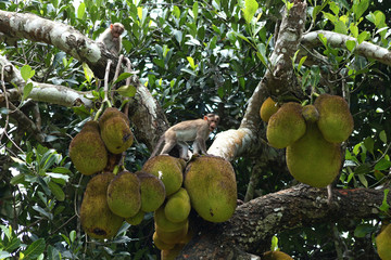 monkey sitting on a jackfruit
