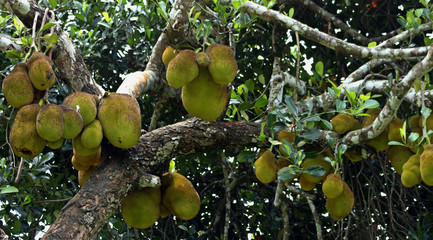 a group of jack fruit © libin