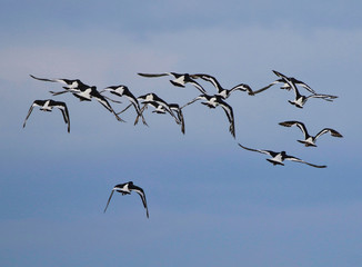Flock of Oyster Catchers flying over