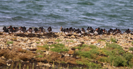 Oyster catchers on the shoreline