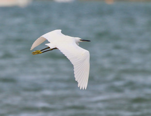 Little Egret in flight