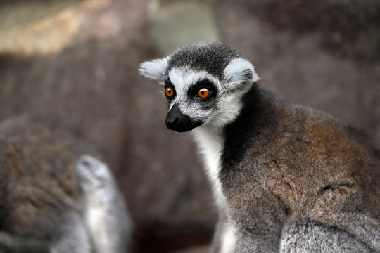 Portrait of ring-tailed lemur (catta)