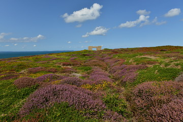 Les Landes, Jersey, U.K.
Summer landscape of Heather.
