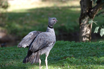 Wehrvogel
