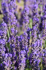 Fototapeta premium spighe fiorite di lavanda