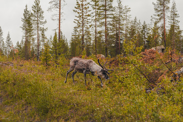 Lapland Finland, reindeer in the forrest