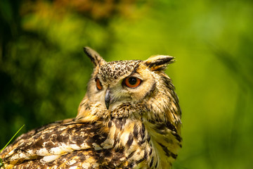 Portrait of a Eurasian eagle-owl  ( Bubo Bubo ) sitting outside in the sun against a green background
