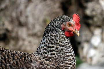 Neck detail of  Plymouth Rock Chicken (Barred Rock hen)