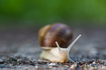 Weinbergschnecke freigestellt mit Schneckenhaus
