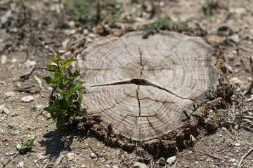 Young shoot on a stump from a cut tree on a sunny day in the Dallas park