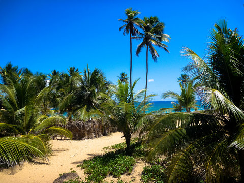 aleida de hippie arembepe bahia brazil, vacacion,