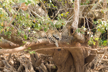 Jaguar from Pantanal, Brazil