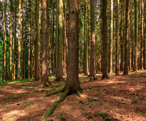 Beautiful summer forest scene, Czech Republic. Typical trees in local forests lighted by the sun during a summer day providing contrast in the scene. The scenery provides a calm and peaceful mood.