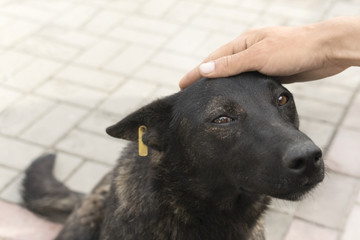  a man strokes a street dog with an expressive look