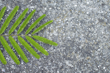  gray wall of small stones and shells and green acacia leaf