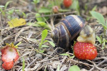 the snail eats strawberries from the garden