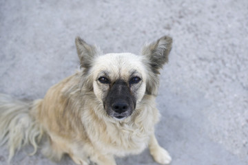  beautiful dog with a piercing look
