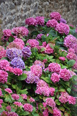 Obraz premium hortensia